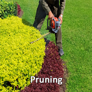 Shrub Pruning, Commercial Lawn Care