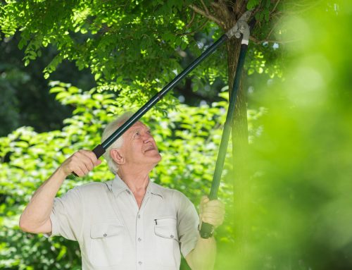 Trim Your Limbs For Healthier Trees