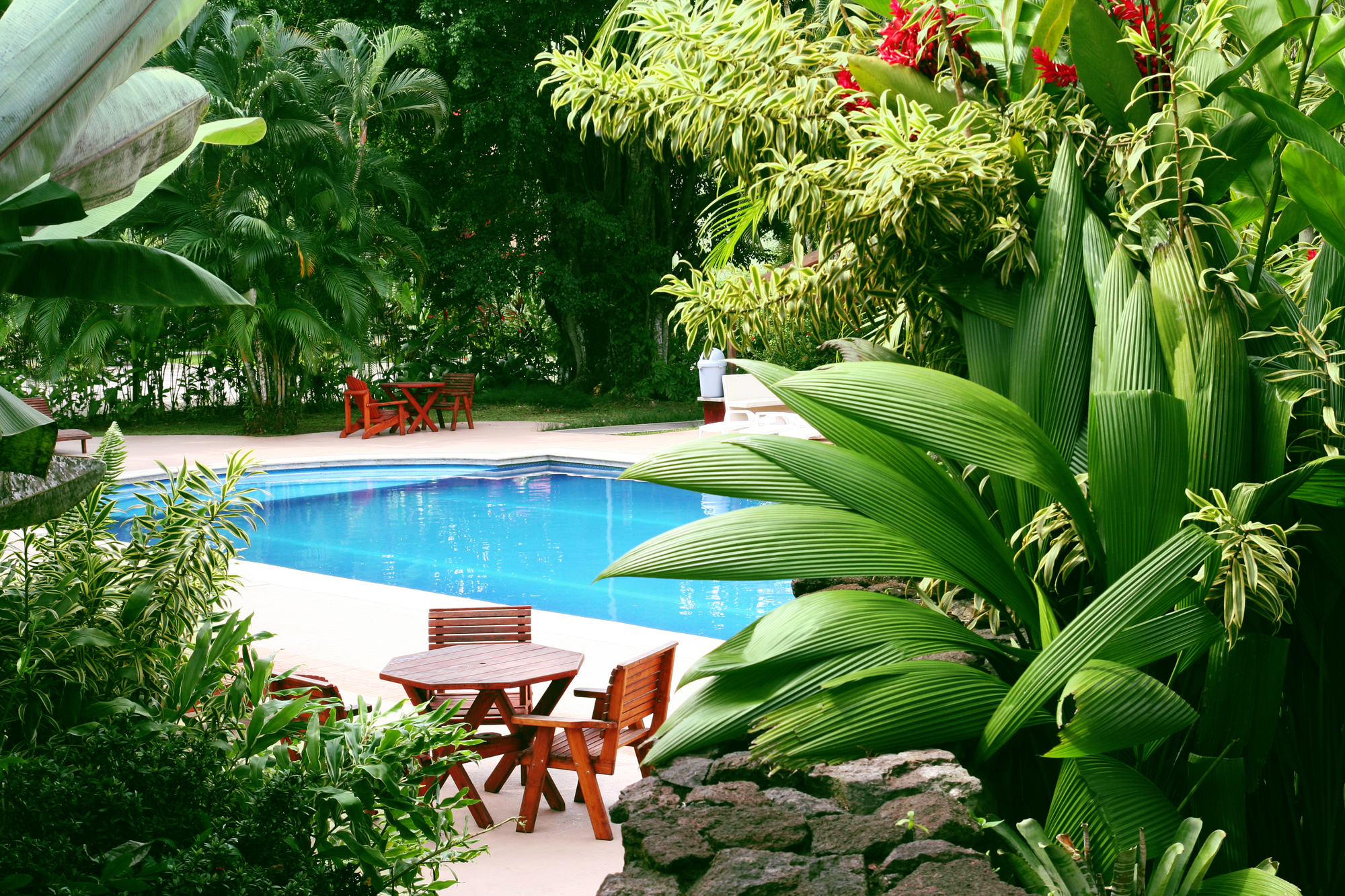 Plant pool. Бассейн в тропическом стиле. Сад в тропическом стиле. Растения у бассейна. Бассейн тропические растения.
