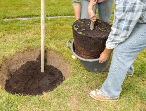 Trust all of your commercial landscape tree planting to the professionals at Pugh’s Earthworks