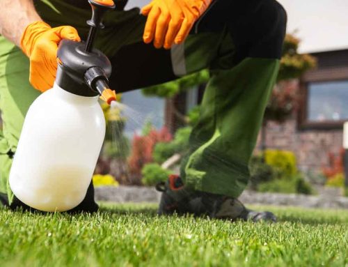 Keep Your Lawn Green and Weed Free with Pugh’s Earthworks Lawn Spraying Services