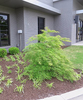 Office Landscaping