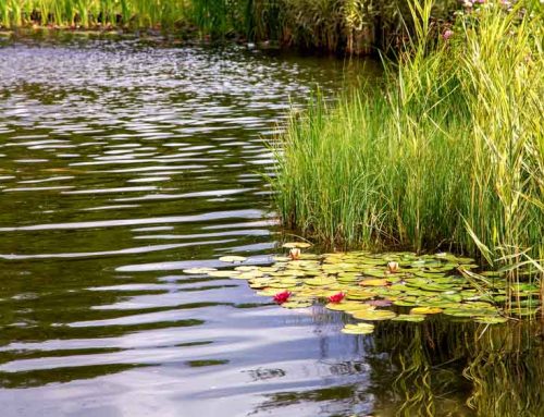 Eco-Friendly Commercial Landscaping
