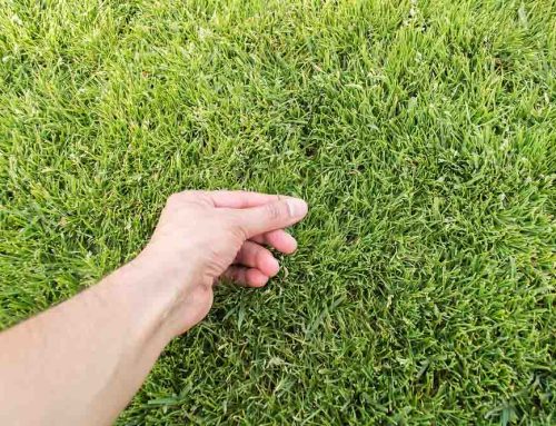 Hire us to perform your Lawn Inspection either Commercial or Residential!