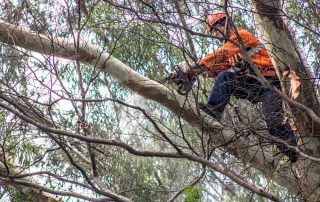Tree Limbing Service
