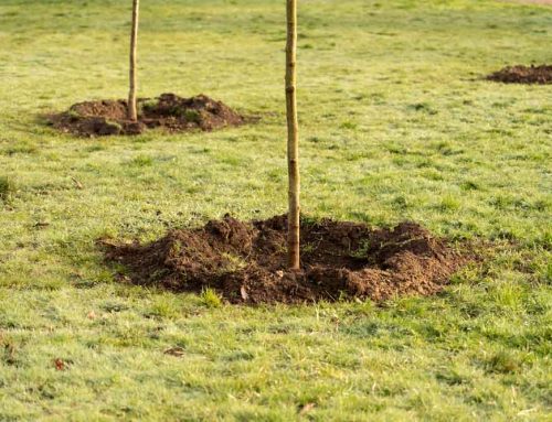 Winter Tree Planting is a Vital Service we Perform for Commercial Properties