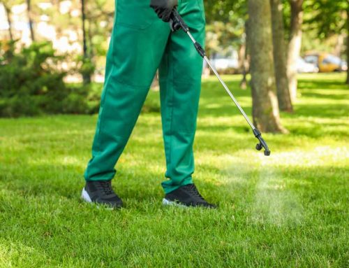 Spring Lawn Spraying: The Secret Formula for a Lush Green Oasis