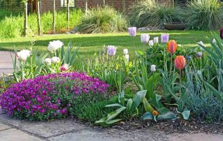 Flower bed with spring flowers in a garden